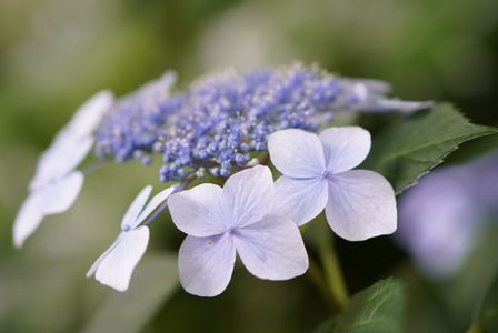 井の頭恩賜公園のあじさい  #カレンダー2024