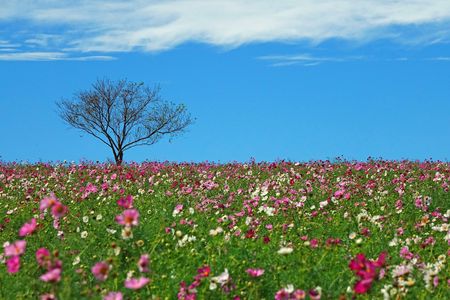 コスモス咲く丘