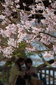桜、お花見