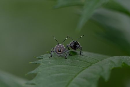 ちびっ子ギャング