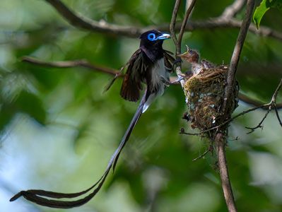 サンコウチョウ