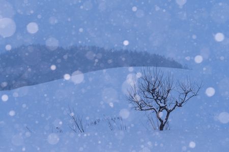 雪と一本の木
