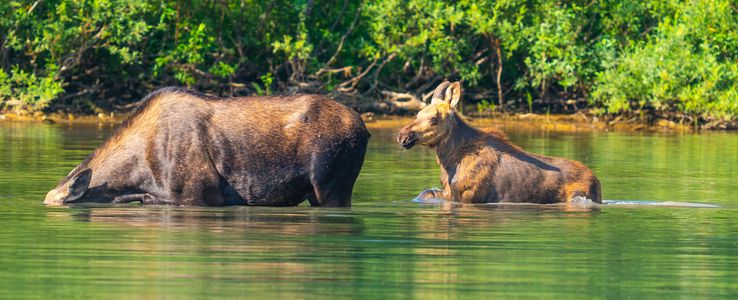 Moose (ムース）の親子