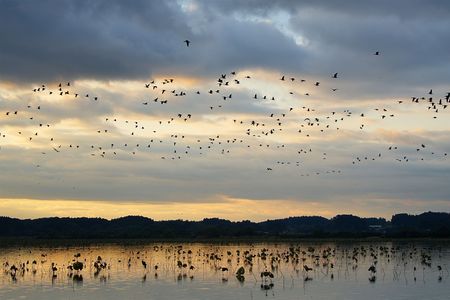 渡りの季節到来 ～マガンねぐら立ち～
