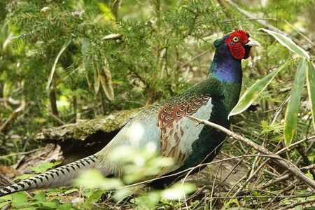 鳥 キジ の作品 Acafe Aの写真投稿サイト ソニー