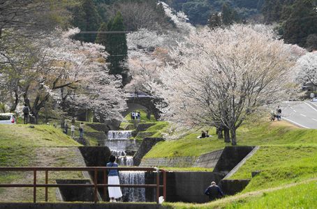 霞間ヶ渓の桜