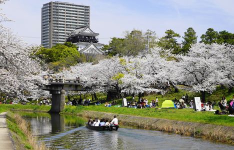 岡崎城と桜