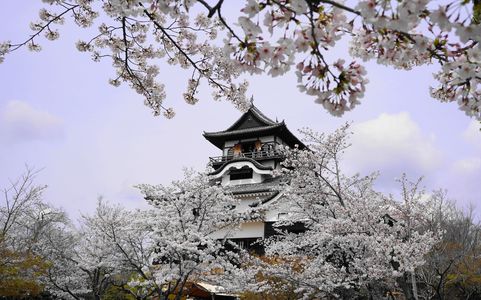 桜満開の犬山城