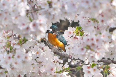 カワセミ桜🌸フレーム
