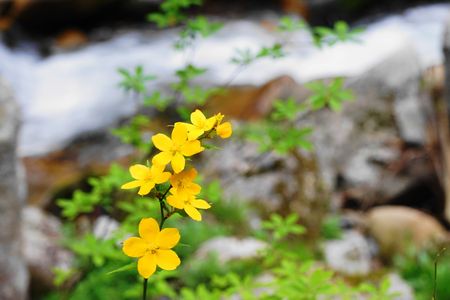 黄色い花　～渓谷の一輪挿し
