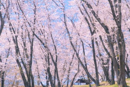 桜の咲く山