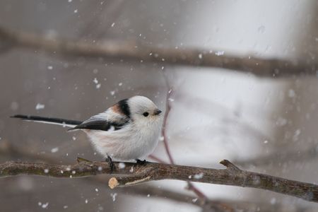 粉雪舞う