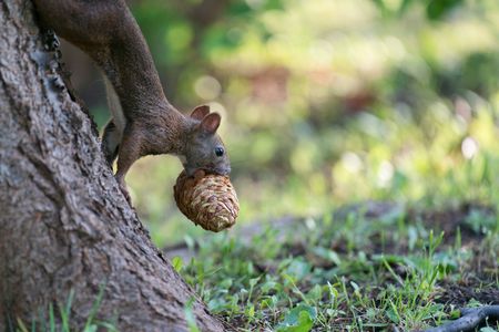 秋の松ぼっくりフェス開幕!!