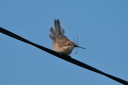 トンボキャッチ!!
