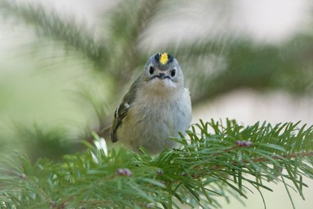 鳥 キクイタダキ の作品 Acafe Aの写真投稿サイト ソニー