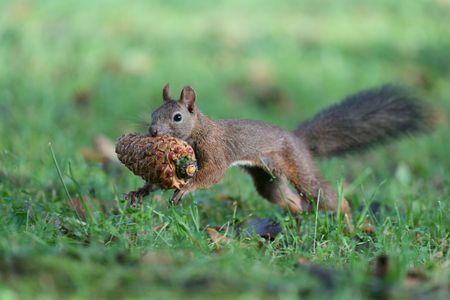 パイナッポー！