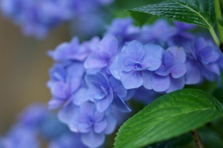 雨の日　紫陽花