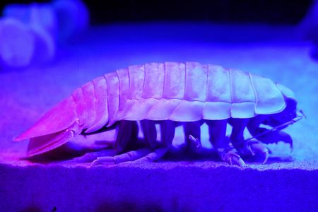 ダイオウグソクムシ