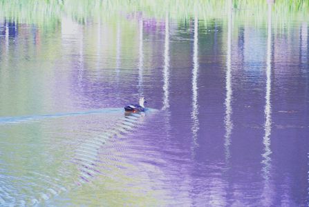 藤色のリフレクション　#フラワー2025#