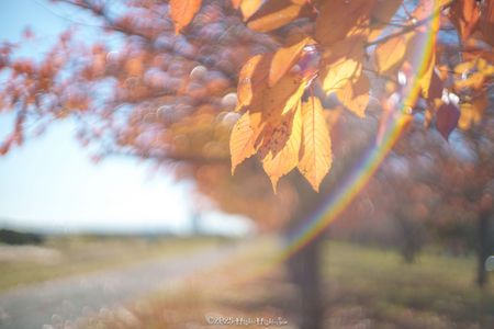 サクラが残してくれたもの（後編）