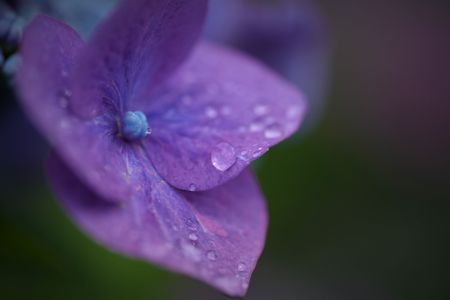 紫陽花としずく