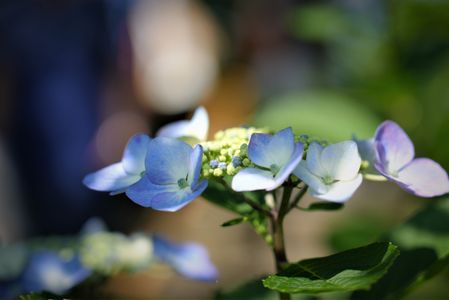 紫陽花
