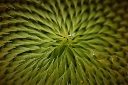 ひまわりのなか