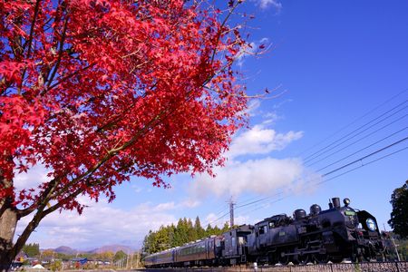 青空・紅葉・SL大樹