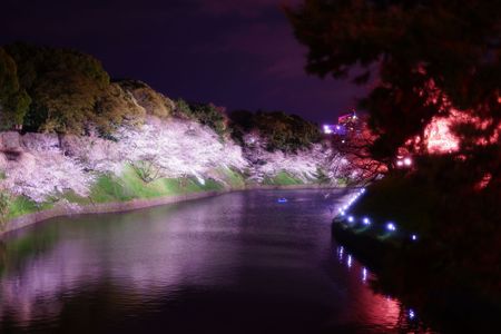千鳥ヶ淵さくらまつり