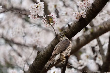 桜と#ツミ