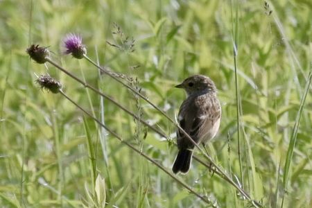 日光アザマミとノビタキ若鳥