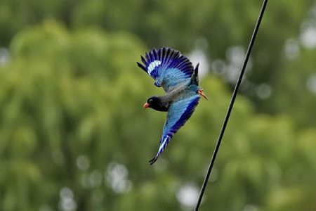 ブッポウソウの夏