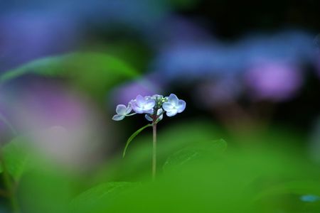雨の紫陽花①