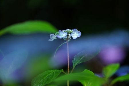 雨の紫陽花②