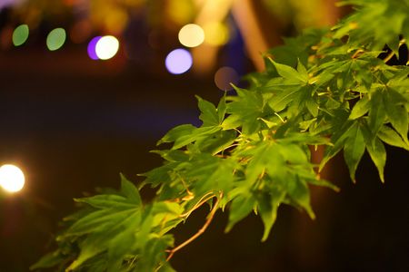 香雪園（見晴公園）紅葉ライトアップ