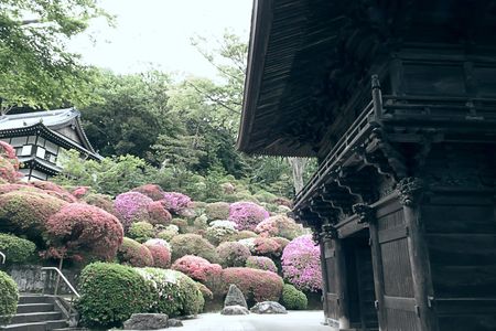 巨大な山門とつつじ