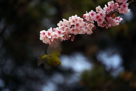 メジロと薩摩寒桜