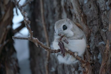 もぐもぐタイムのモモちゃん