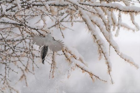 大雪の中のシマエナガ