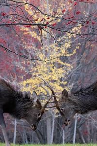 紅葉の中の雄鹿