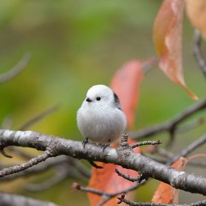 秋色シマエナガ