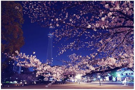 夜桜と透明になったスカイツリー