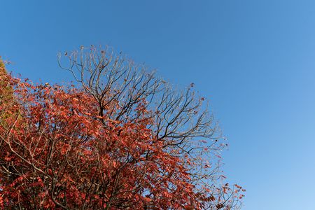 各務原市　学びの森