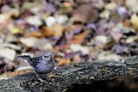 クロジ今季初撮り