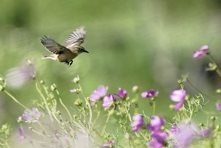 ノビタキさんありがとう