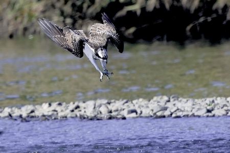 ミサゴのダーウィン