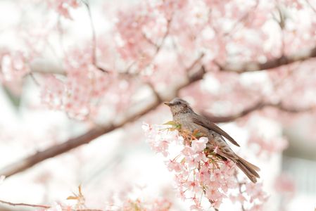 河津桜とヒヨドリ その2