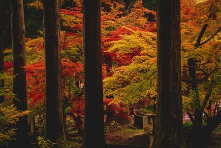 紅葉も見頃をむかえて