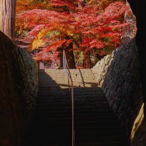 隧道から見る紅葉