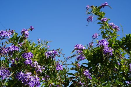青空と紫色の花